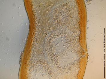 K027 10x.JPG